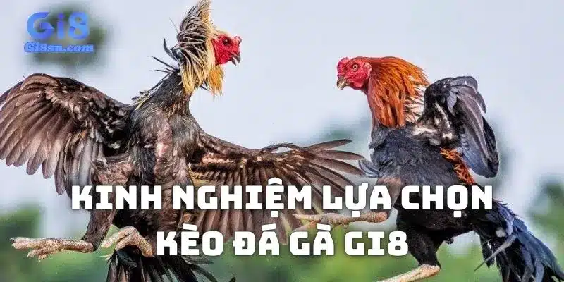 Kinh nghiệm lựa chọn kèo đá gà Gi8