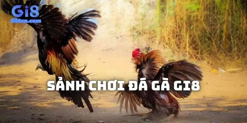 Tìm hiểu về sảnh chơi đá gà Gi8 hấp dẫn